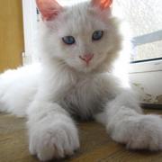 virola45794的个人资料头像