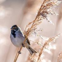 佛给予我力量头像