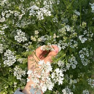 圆子生活日记