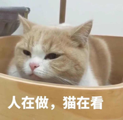 猫是水做的的个人资料头像