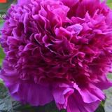 用户5131178780895头像