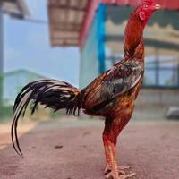 热情的松鼠sMA头像