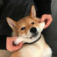 晴川落日393头像