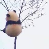三彩797头像
