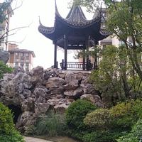 智慧的春日黄花头像