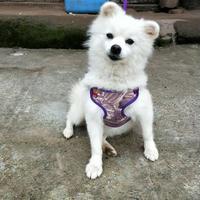 何何哈哈5s5b头像