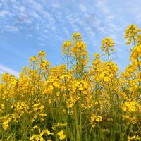 临洮小帅帅头像