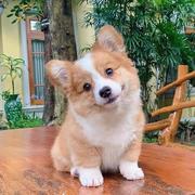 资本家的狗的个人资料头像