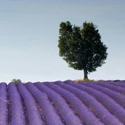 神雕侠女的个人资料头像