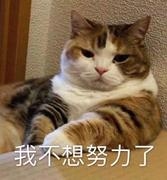 喵薄荷的个人资料头像