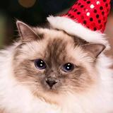 咪咪猫头像