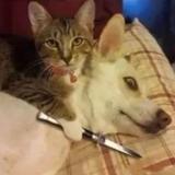 西兰花炒肉没肉头像