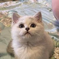 家有小猫两只头像