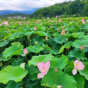 路远山高云翔头像