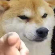 被抛掷的硬币的个人资料头像