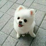 鹏说头像