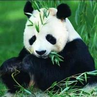 欣欣然自以为治头像