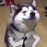 执着的花猫ir头像