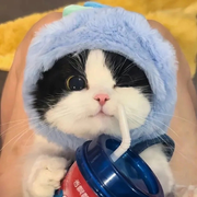 koCat的个人资料头像