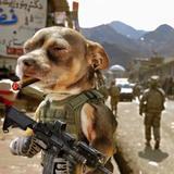 我家有两头MiManchi头像