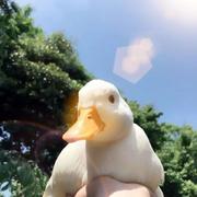一只闪亮的鸭的个人资料头像