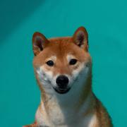 郑晓锐的个人资料头像