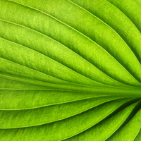 运筹帷幄松鼠wt头像