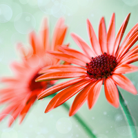 爱香鸭衢香热卤头像