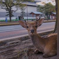 潘三岁8522头像