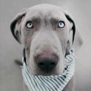 玄夜的个人资料头像