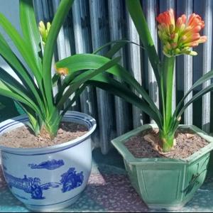 小曹影视头像