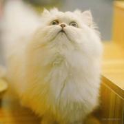 叶清禾的个人资料头像