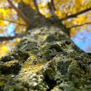 Frank_Z的个人资料头像