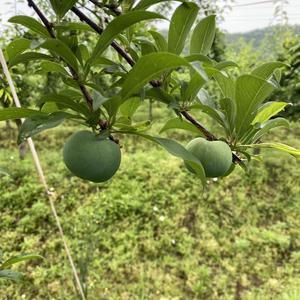 新生代农民工头像