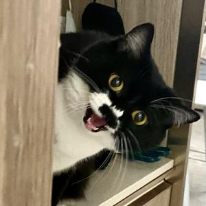 衹袛头像