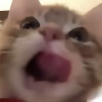 暗语785头像