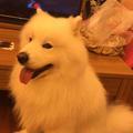 小佩琪小猪头像