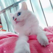 大笨熊270的个人资料头像