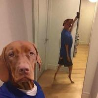拍车犬头像