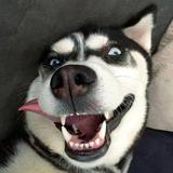 Elves丶钰轩头像
