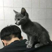 纱窗下的猫的个人资料头像