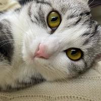 睡总小助理头像