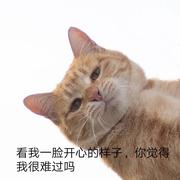 tornadoSmall的个人资料头像