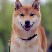 天津撒欢儿头像