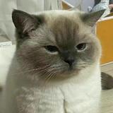 坐等雅阁降价头像
