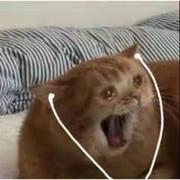 大熊猫在看小熊猫的个人资料头像