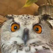 千悟的个人资料头像