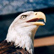 javabang的个人资料头像