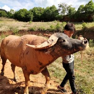 战神11牛🐮🐮   小武头像