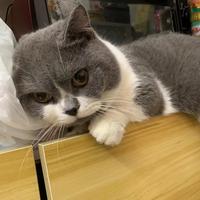 其实偶布莱头像